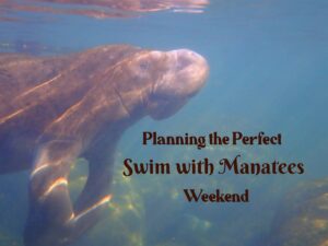 Manatee crystal river swim