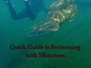 manatee swimming crystal river