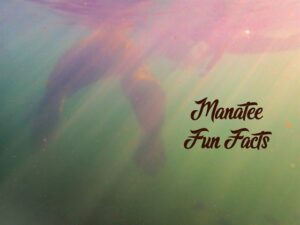 Swim with manatees in crystal river Florida