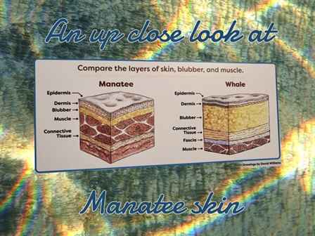 The makeup of a manatee. Crystal river Florida