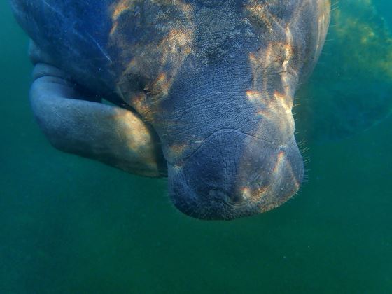 Floaty potato manatee in Crystal River Florida
