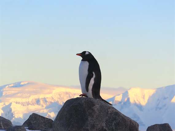 Gentoo Penguin Antarctica