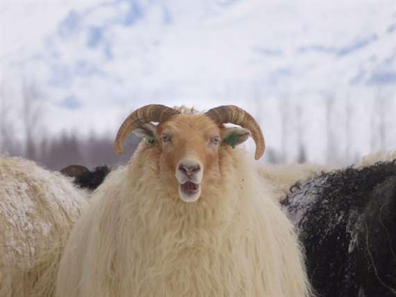 Sheep Iceland