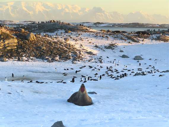 Elephant seal and gentoo antarctica
