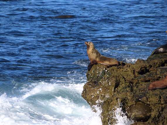 Sea Lion CA