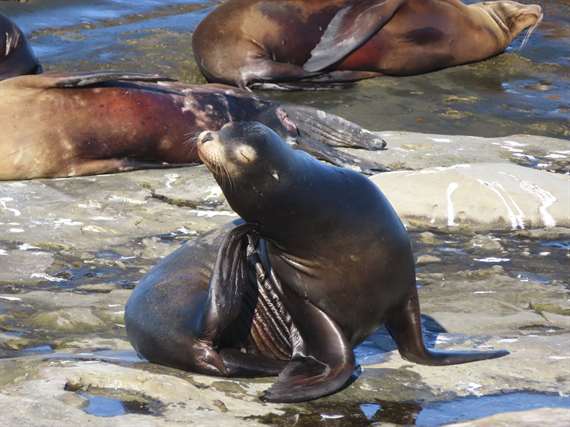 Sea lion CA 2