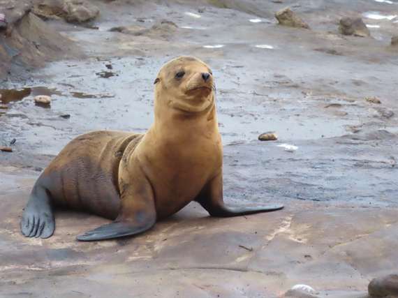 Baby seal lion CA