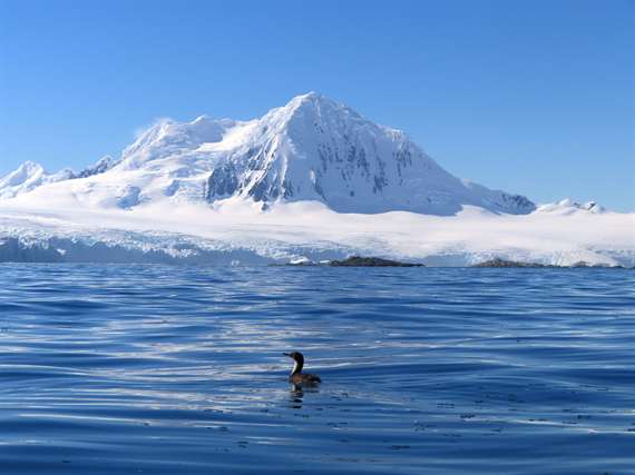 Antarctica Bird