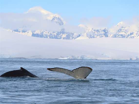 Whales Antarctica