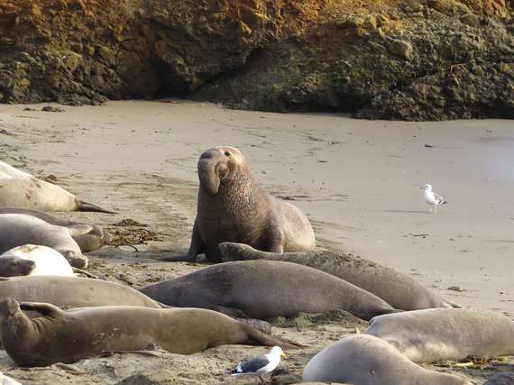 M Elephant Seal CA