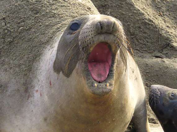 F Elephant Seal CA