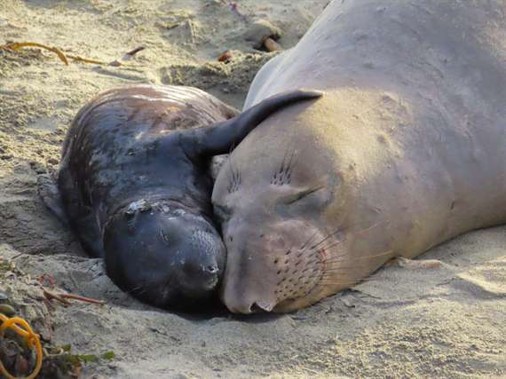 Elephant seal and pup CA