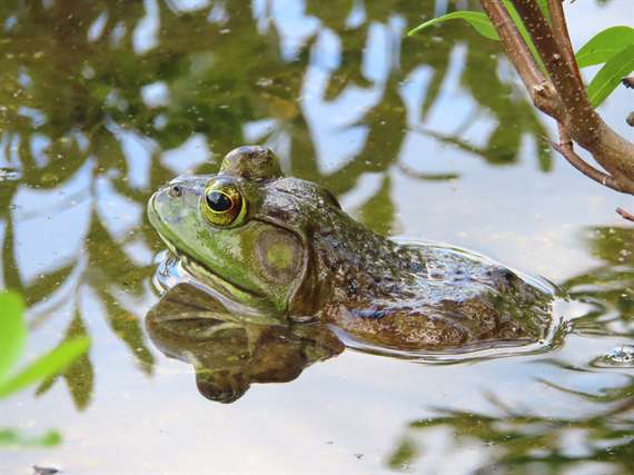 Froggie Boi Fresh ME