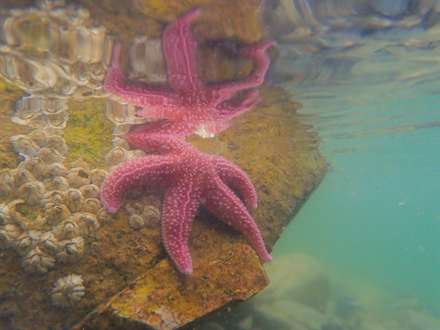 Sea Star Maine