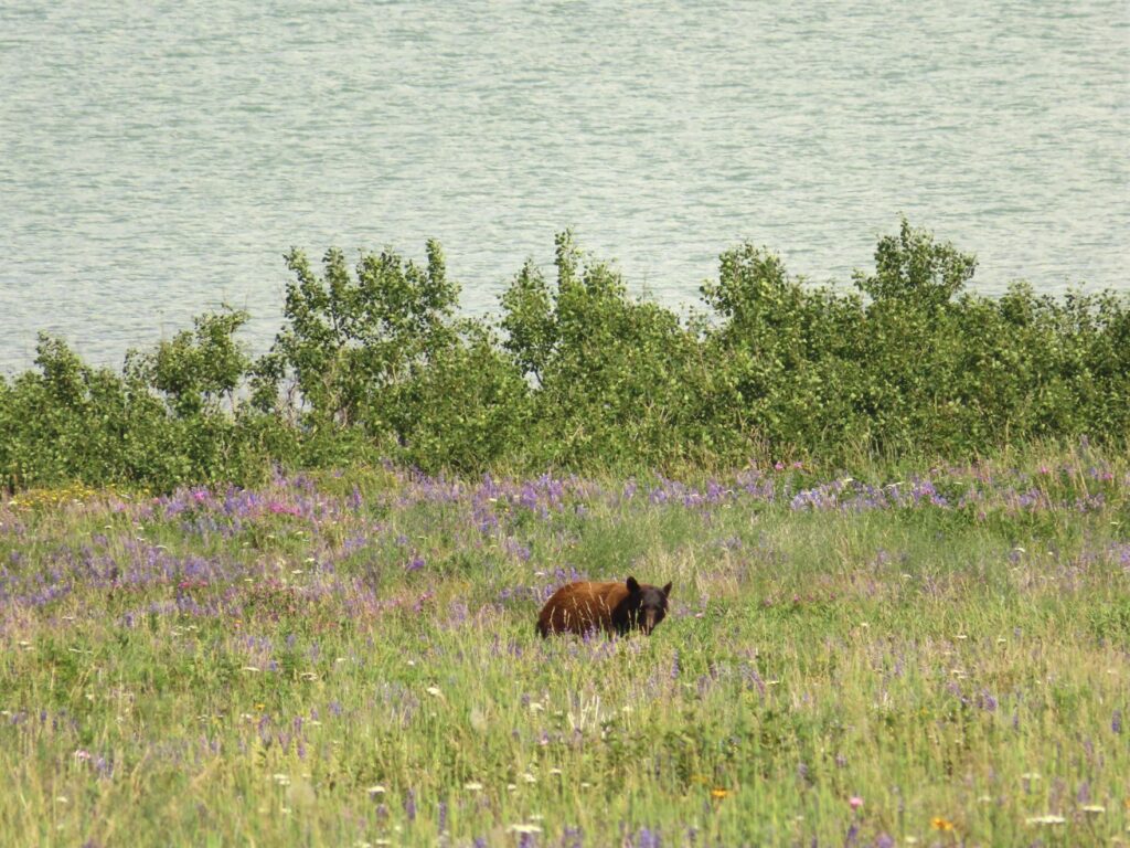 Montana wildlife