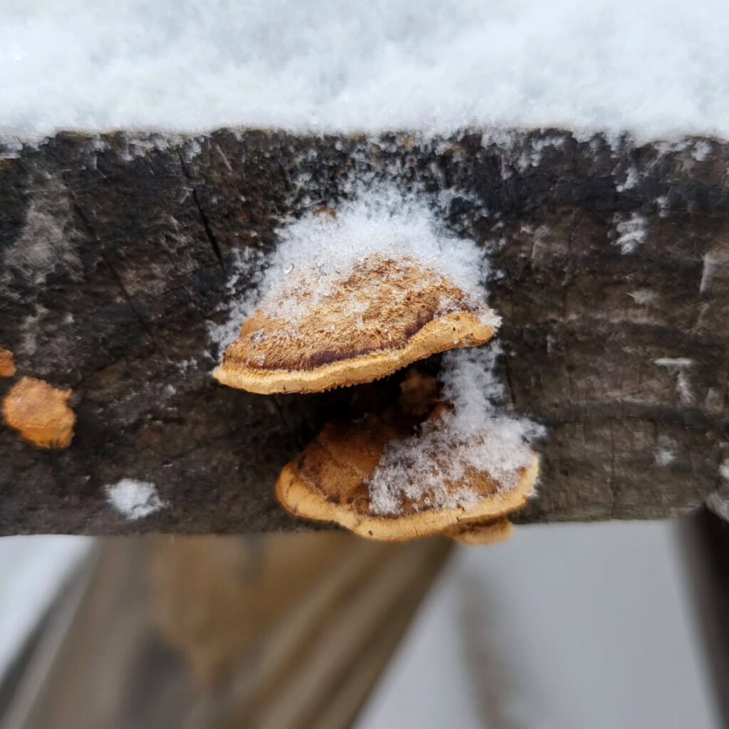 Instagram post from jensmagicalmushrooms. This post is in position 1.