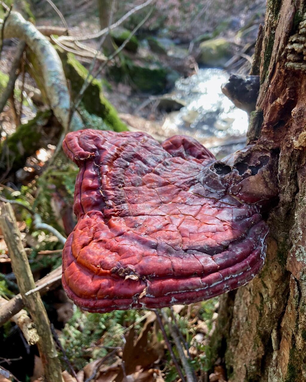 Instagram post from jensmagicalmushrooms. This post is in position 9.