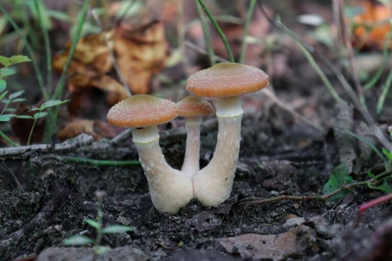 Instagram post from jensmagicalmushrooms. This post is in position 15.