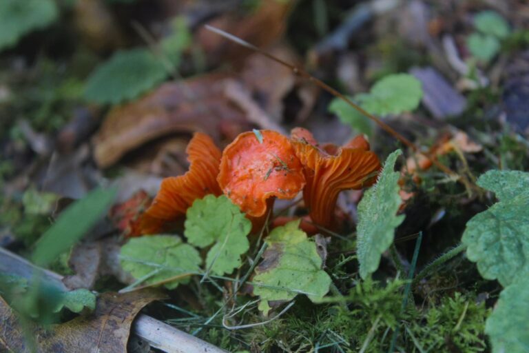 Instagram post from jensmagicalmushrooms. This post is in position 18.