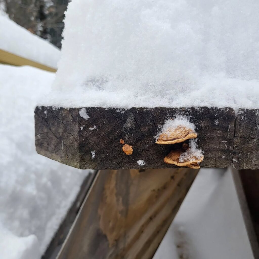 Instagram post from jensmagicalmushrooms. This post is in position 0.
