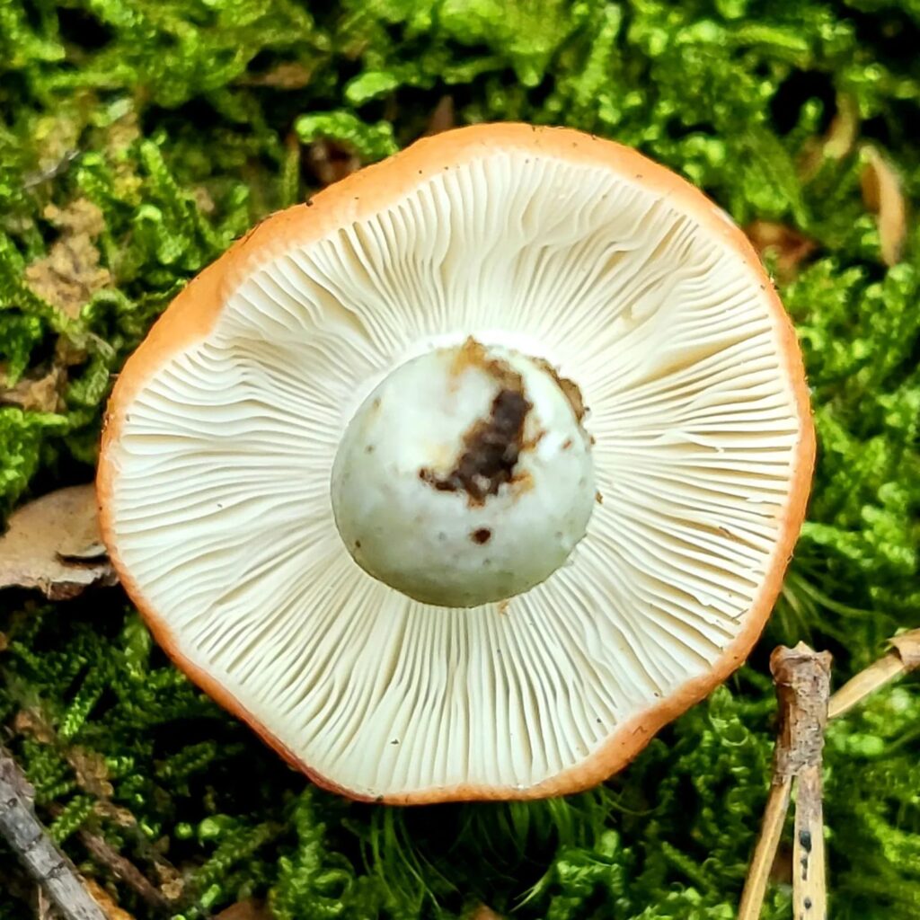 Instagram post from jensmagicalmushrooms. This post is in position 4.