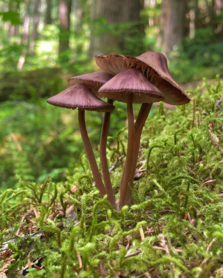 Instagram post from jensmagicalmushrooms. This post is in position 17.