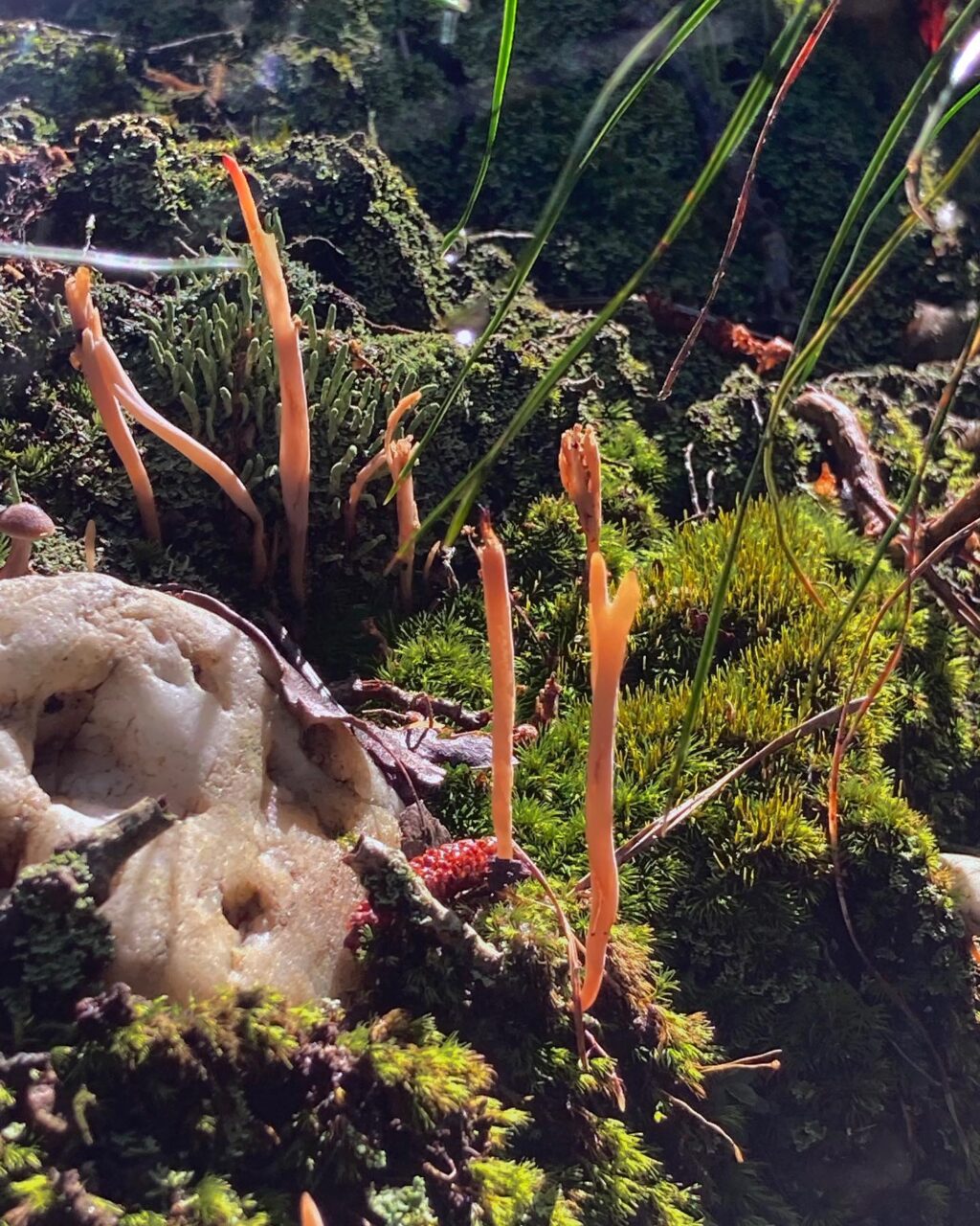 Instagram post from jensmagicalmushrooms. This post is in position 15.