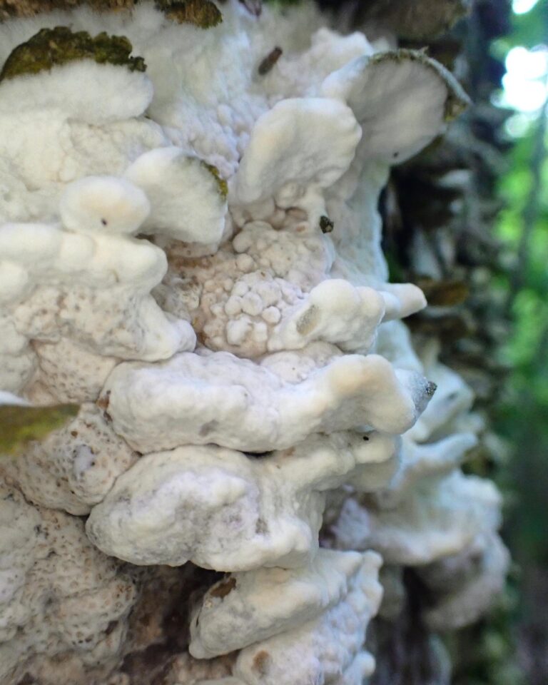 Instagram post from jensmagicalmushrooms. This post is in position 14.