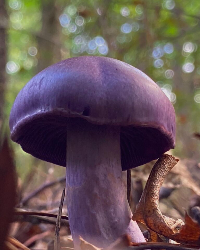 Instagram post from jensmagicalmushrooms. This post is in position 19.