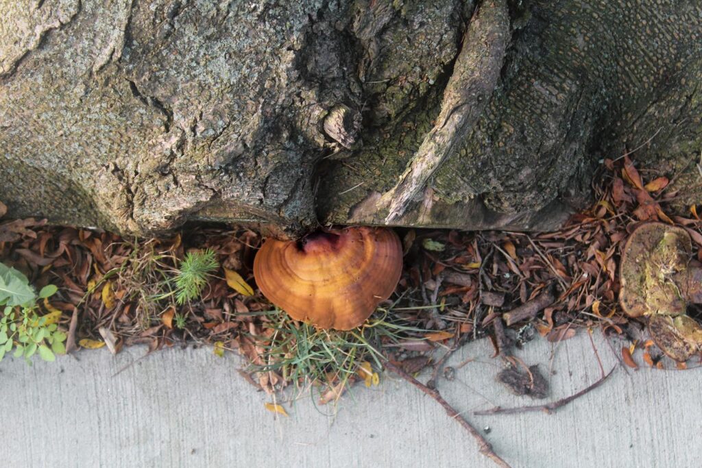 Instagram post from jensmagicalmushrooms. This post is in position 12.