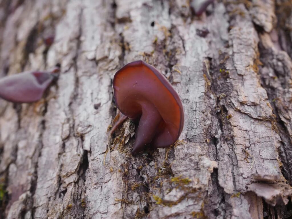 Instagram post from jensmagicalmushrooms. This post is in position 1.