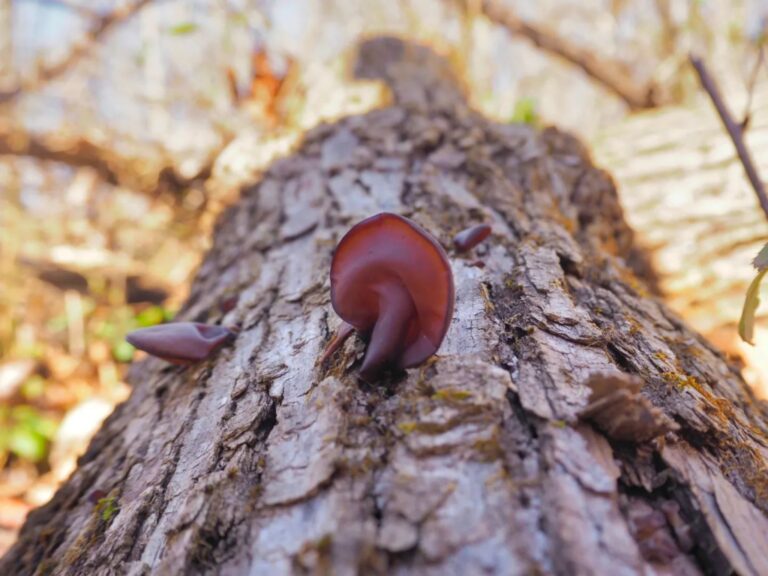Instagram post from jensmagicalmushrooms. This post is in position 3.