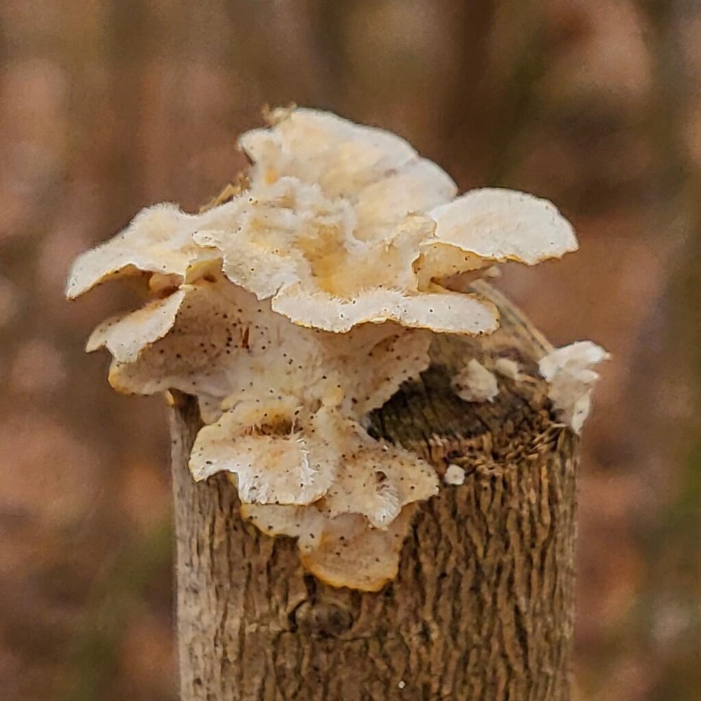 Instagram post from jensmagicalmushrooms. This post is in position 3.
