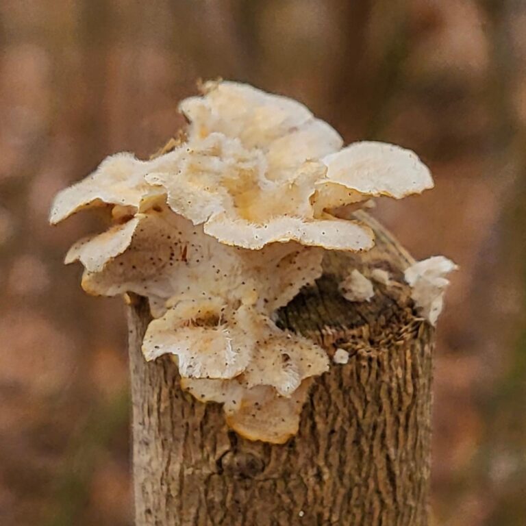 Instagram post from jensmagicalmushrooms. This post is in position 4.