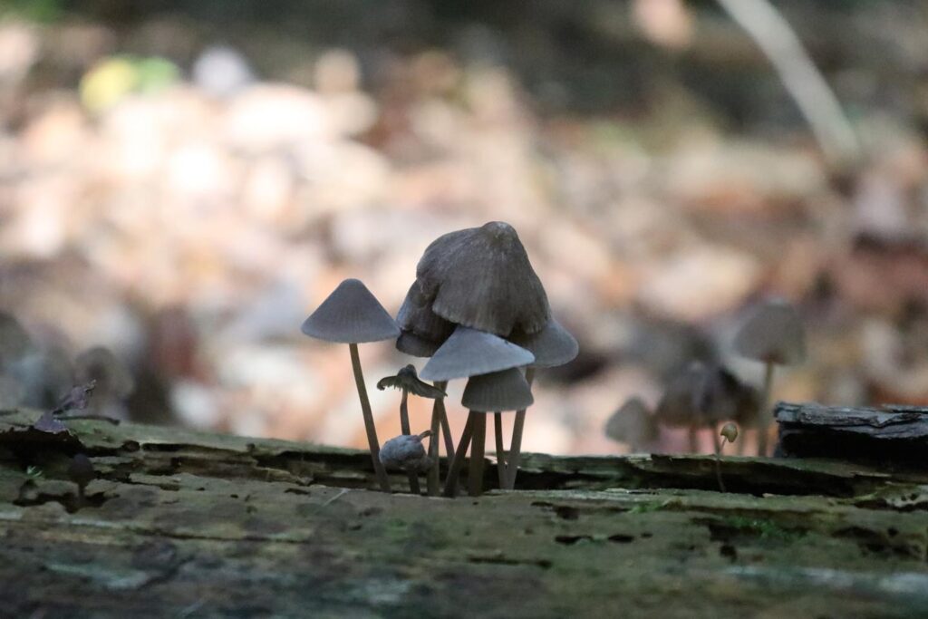 Instagram post from jensmagicalmushrooms. This post is in position 8.