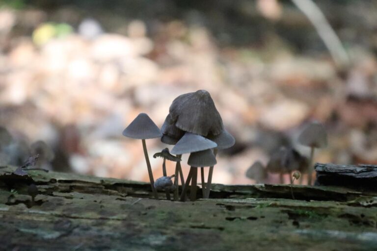 Instagram post from jensmagicalmushrooms. This post is in position 9.