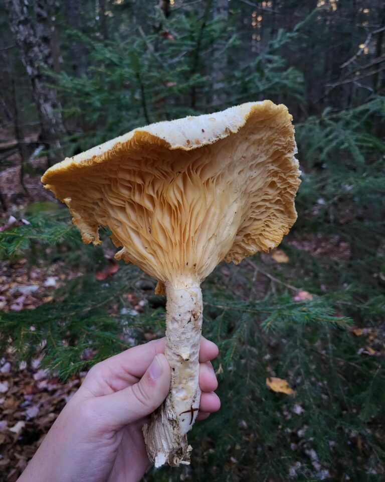 Instagram post from jensmagicalmushrooms. This post is in position 2.