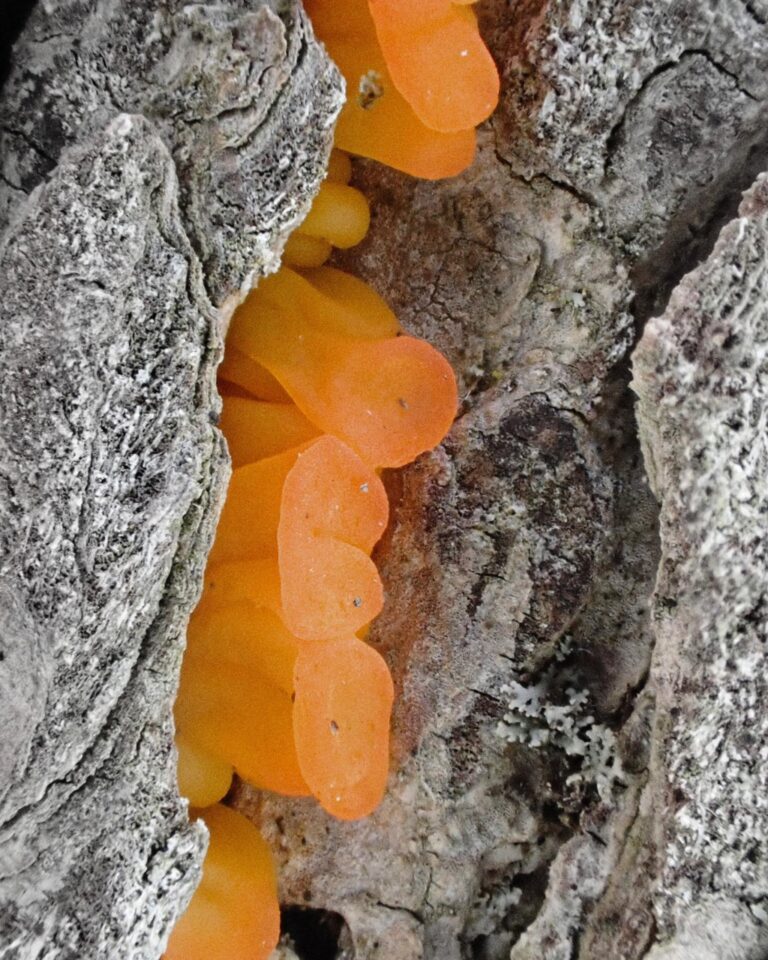 Instagram post from jensmagicalmushrooms. This post is in position 11.