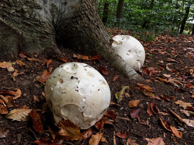 Instagram post from jensmagicalmushrooms. This post is in position 20.