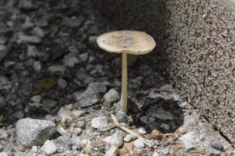 Instagram post from jensmagicalmushrooms. This post is in position 6.