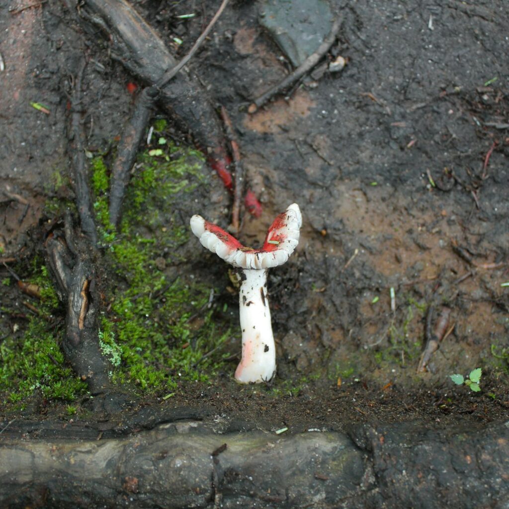 Instagram post from jensmagicalmushrooms. This post is in position 6.
