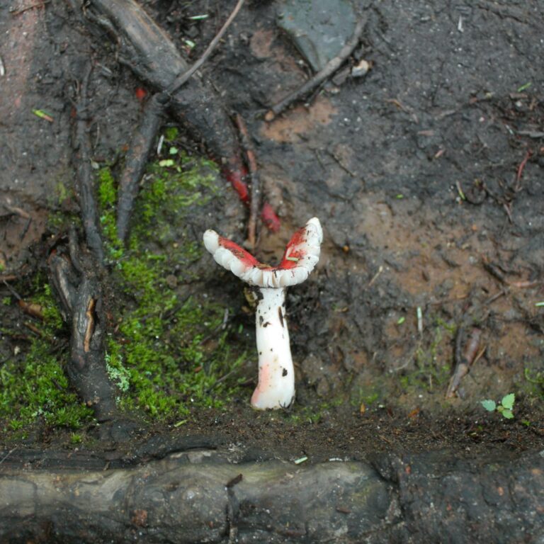 Instagram post from jensmagicalmushrooms. This post is in position 7.
