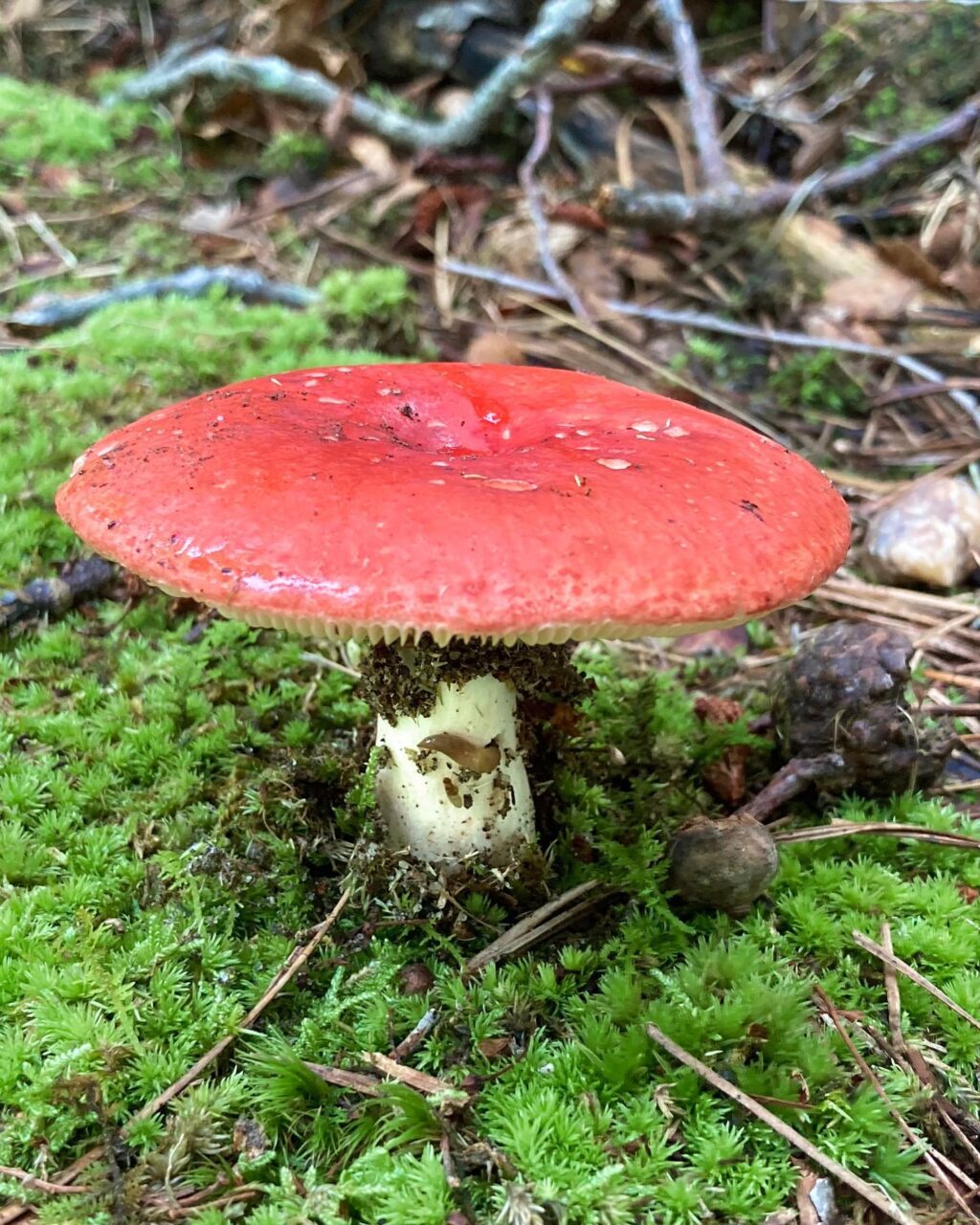 Instagram post from jensmagicalmushrooms. This post is in position 11.